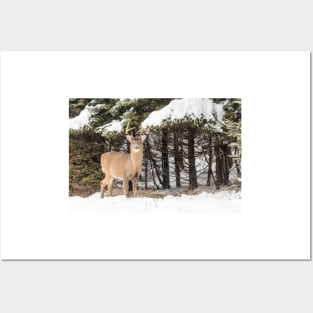 Deer in the snow woods Posters and Art